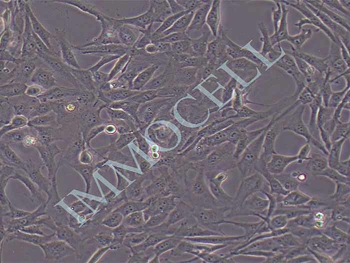 WPMY-1细胞图片
