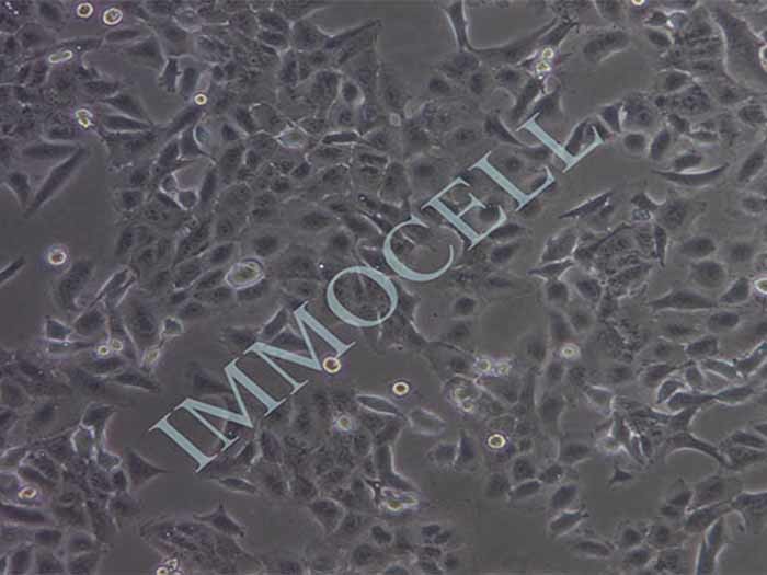 DU145细胞细胞图片