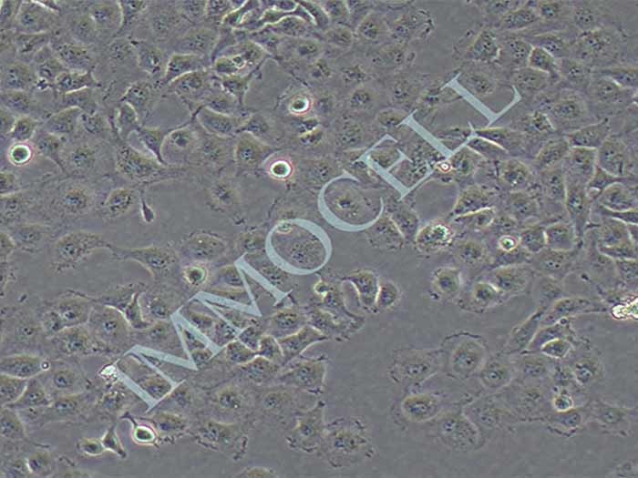 T24细胞细胞图片