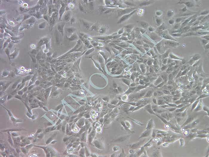 SV-HUC-1细胞图片