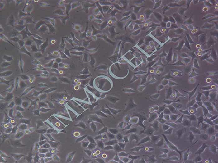 BGC-823细胞图片
