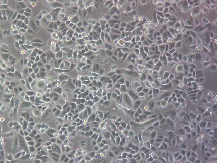 SW480细胞细胞图片
