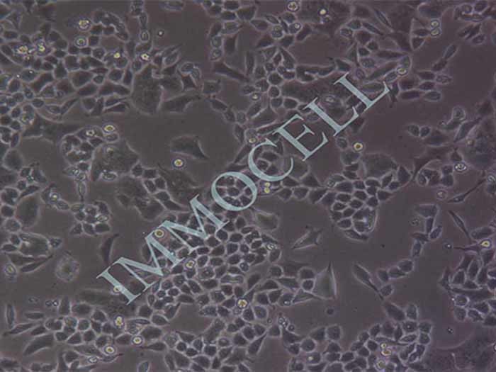 HCT8细胞图片