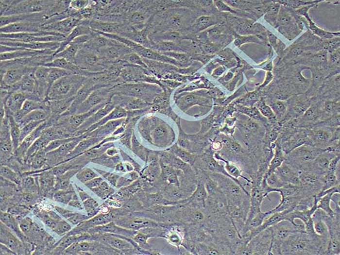 BEAS-2B细胞细胞图片