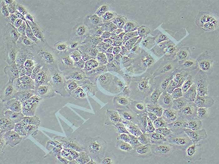 NCI-H292细胞图片