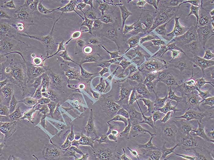 NCI-H1975细胞图片