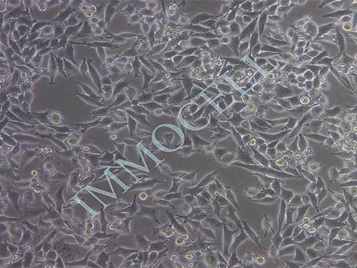 MIA-PACA-2细胞图片