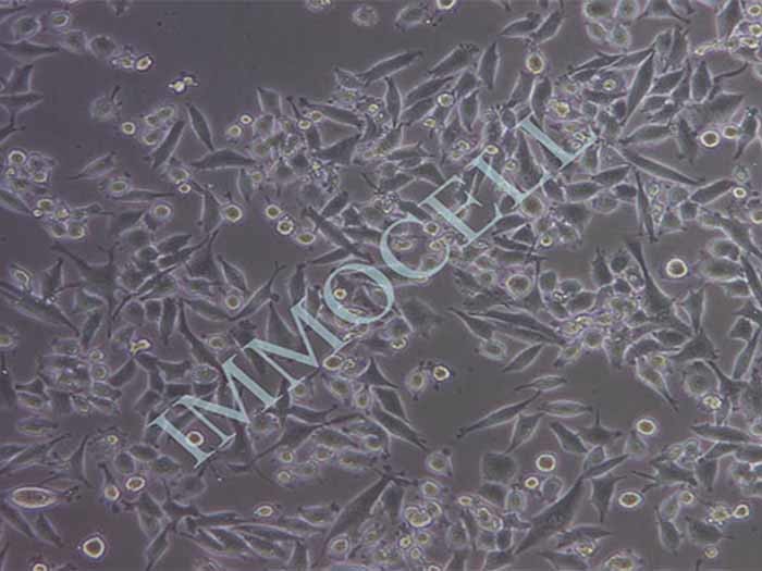 MIA-PACA-2细胞图片
