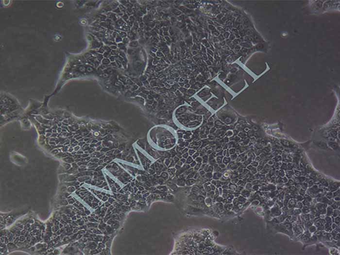 Capan-1细胞图片