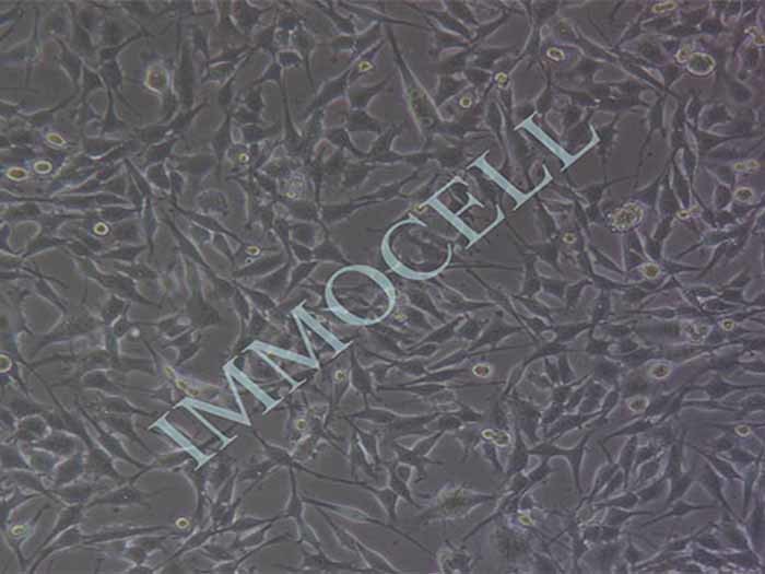 M14细胞图片
