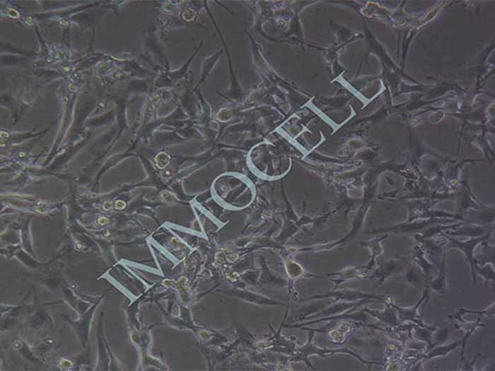 U87MG细胞图片