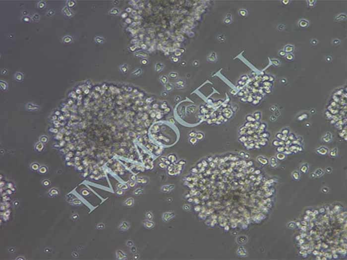 NK-92细胞细胞图片
