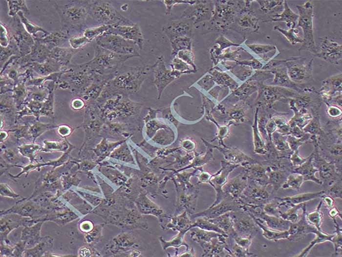 T98G细胞细胞图片