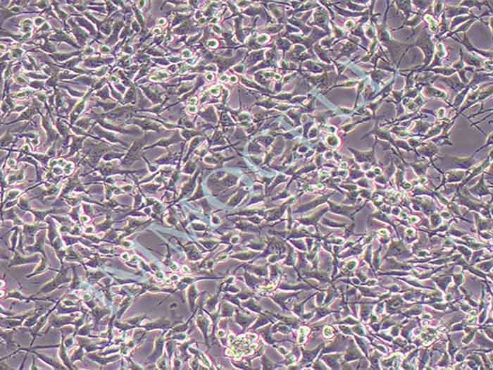 LN229细胞细胞图片