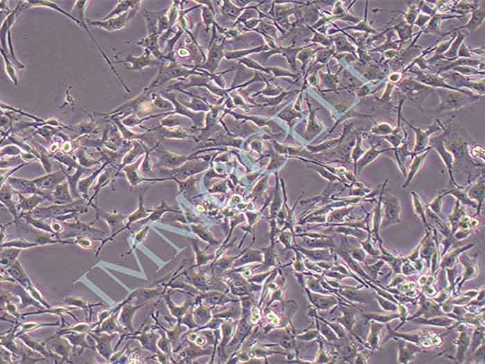LN229细胞图片