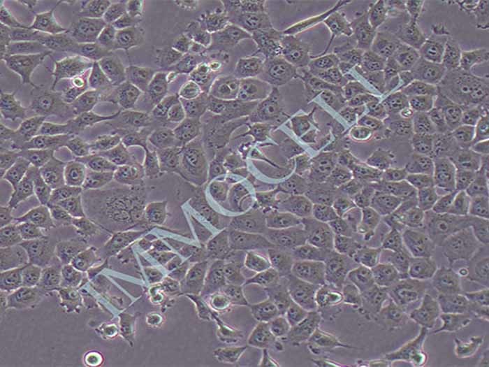 NCI-H1299细胞细胞图片