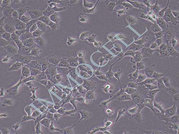 NCI-H1299细胞图片
