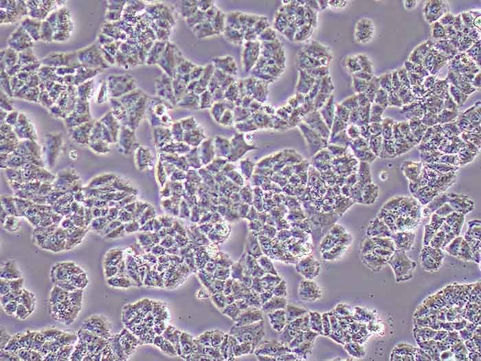 NCI-H460细胞图片