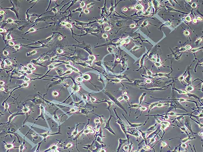 MDA-MB-436细胞图片