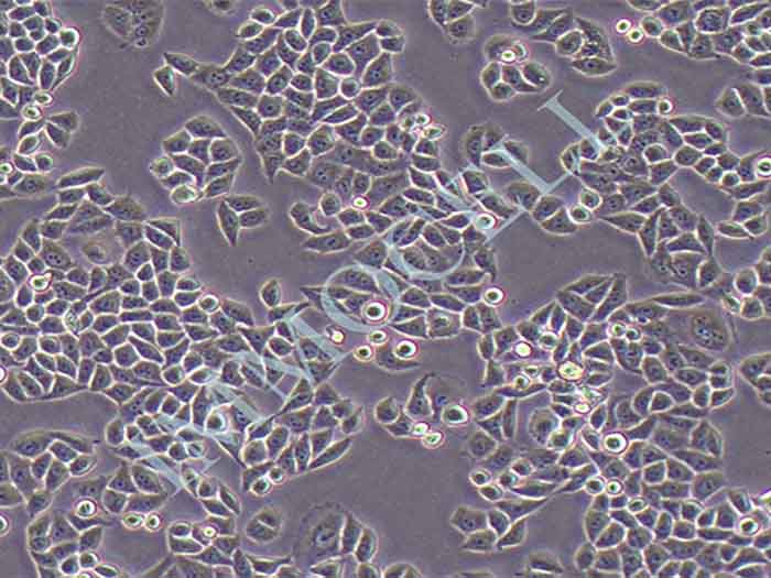 RwPE-2细胞细胞图片