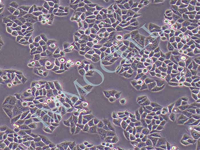 RwPE-2人前列腺正常细胞图片