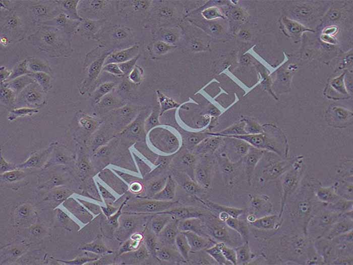 ECV-304细胞图片