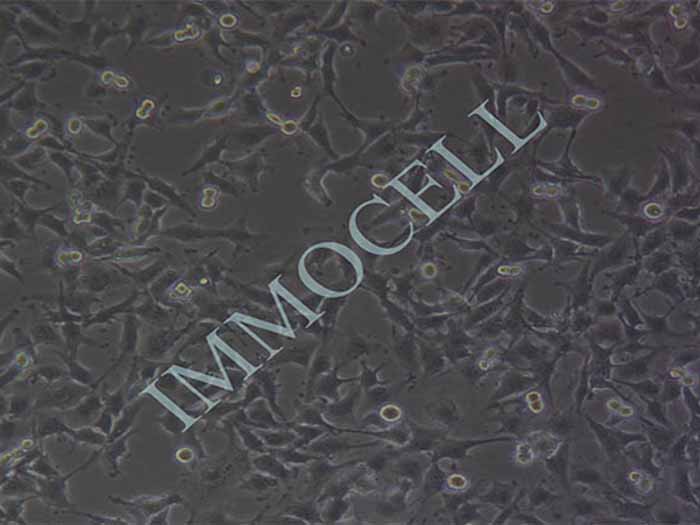 MUM2B细胞图片