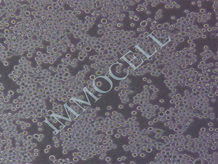 RPMI 8226细胞细胞图片
