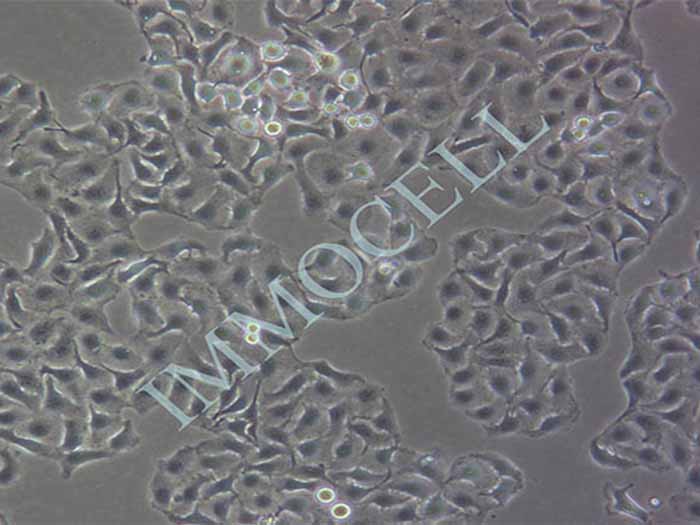 SW-780细胞细胞图片
