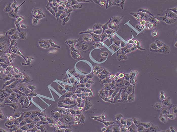 HEPARG细胞图片