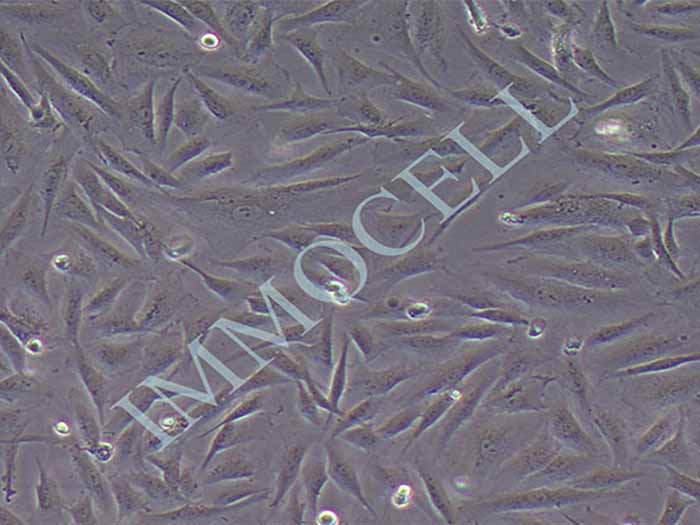 iehESCs细胞细胞图片