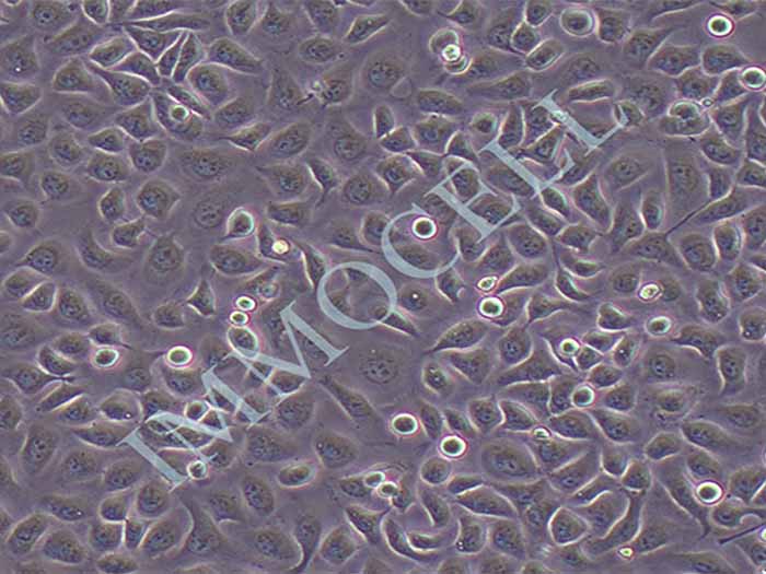 hne-2细胞株细胞图片