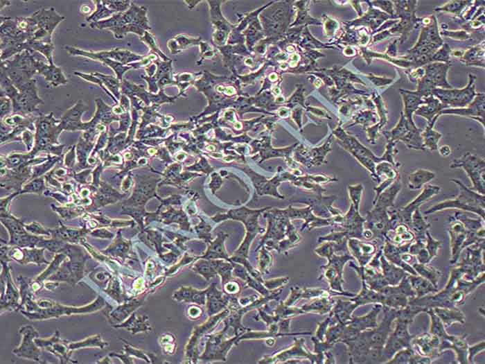 INS-1细胞细胞图片