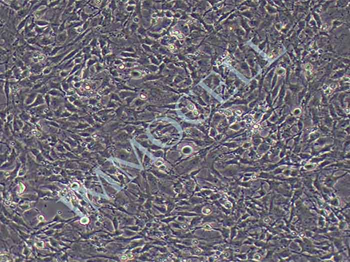 C6细胞细胞图片