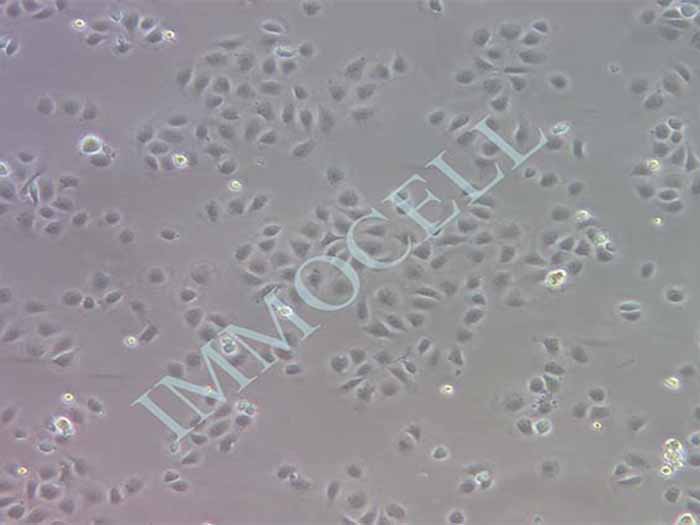 IEC-6细胞图片