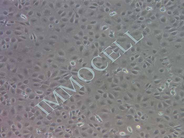 IEC-6细胞图片