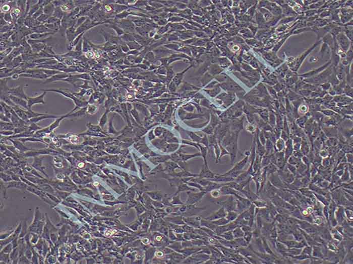 HSC-T6细胞细胞图片
