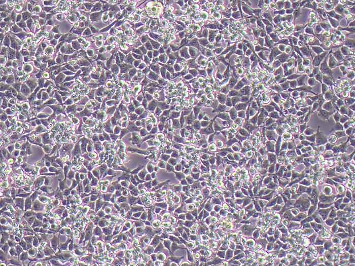 小鼠小胶质细胞图片