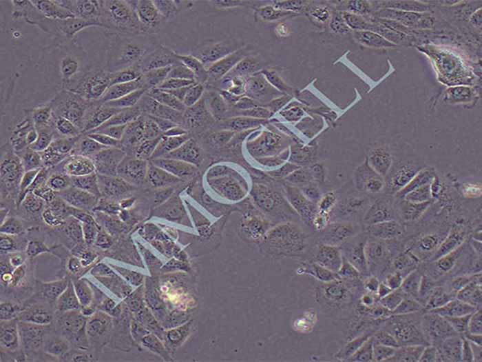 CMT93细胞细胞图片
