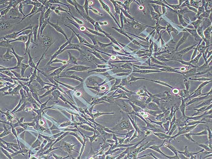 TC-1细胞细胞图片