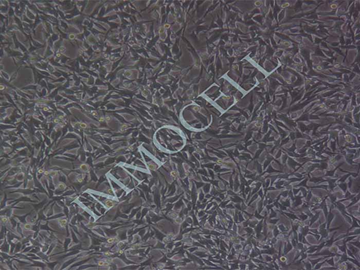 RM-1细胞图片
