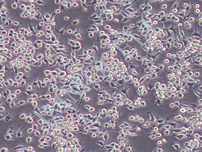 bv2小胶质细胞图片