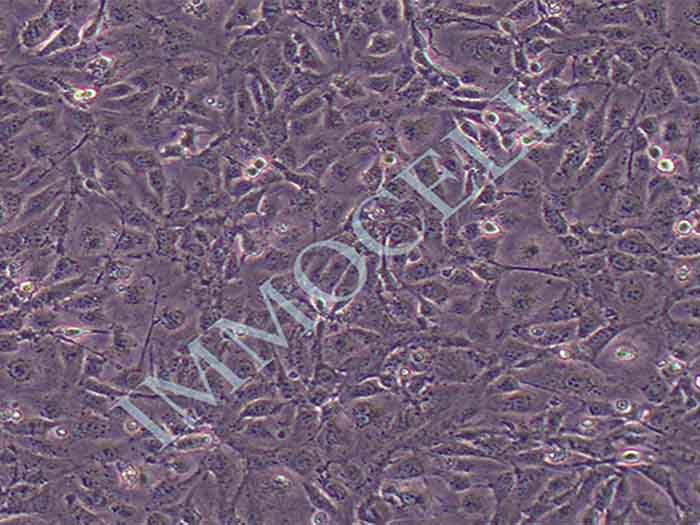 ID8小鼠卵巢上皮癌细胞