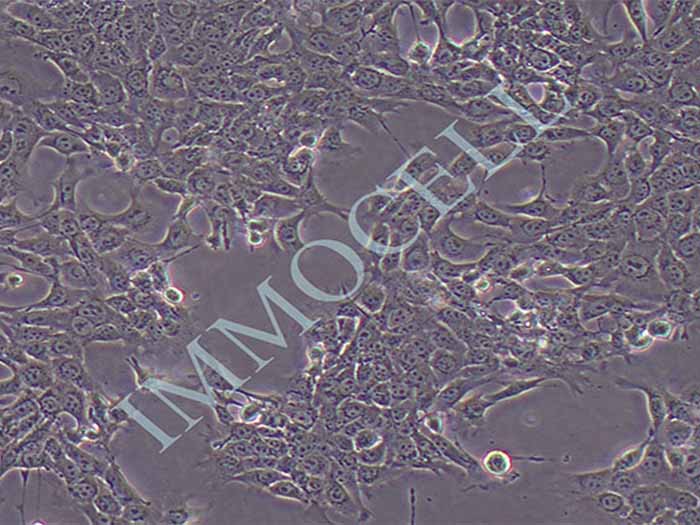 MB49细胞细胞图片