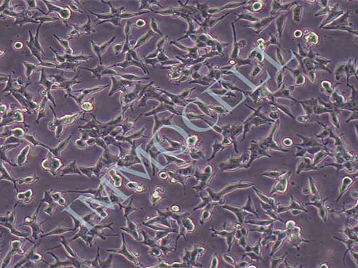 22RV1-LUC细胞图片