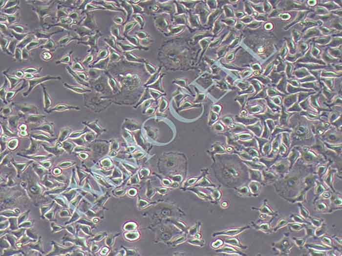 L929-LUC细胞图片