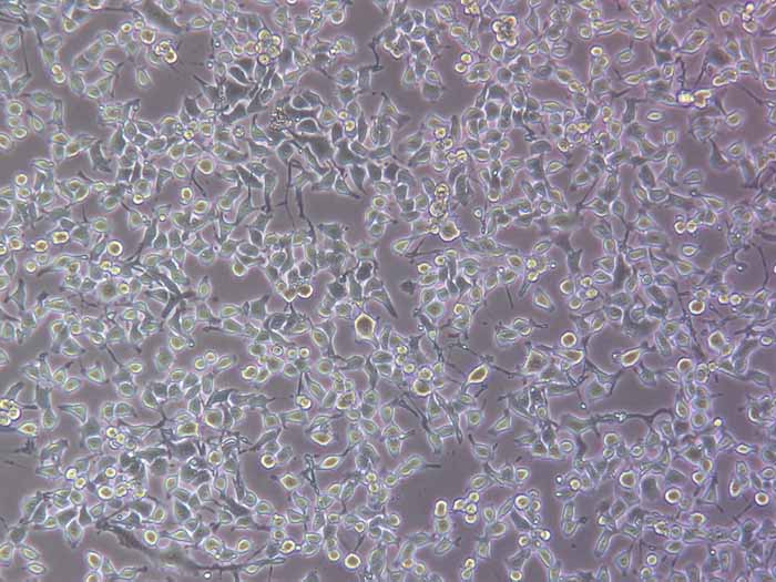 MFC细胞细胞图片