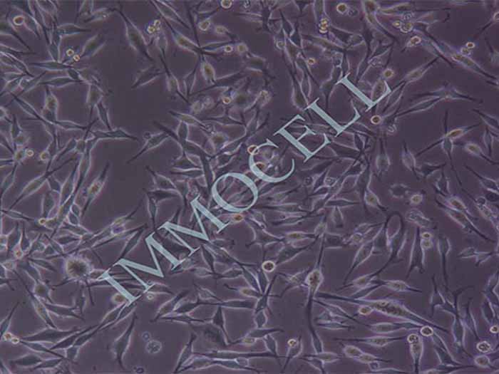 MDA-MB-435s细胞图片