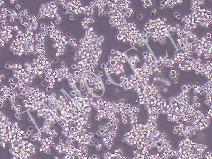 Daudi-LUC-EGFP细胞图片