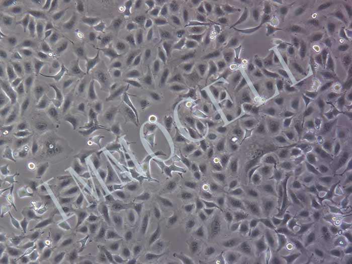 A549-RFP细胞图片
